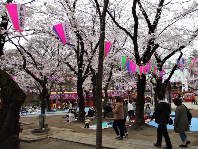 Sakura 2017.JPG